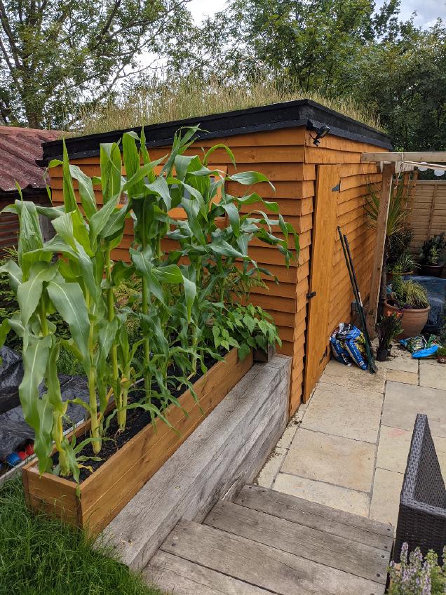 The Shed. Yellow skinned, weirdly haired presence in my garden